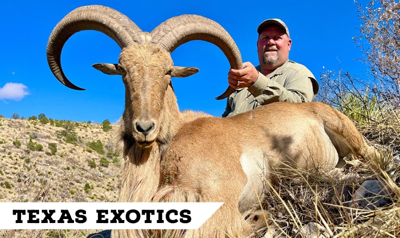 Book Cliffs Elk Hunting